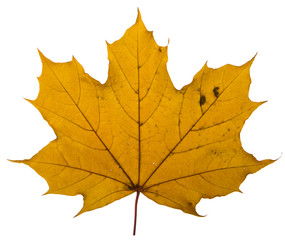 yellow maple leaf on a white background is the most commonly used sun symbol