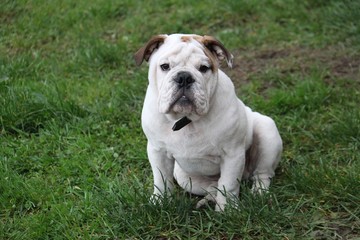 Portrait einer englischen Bulldogge im Garten