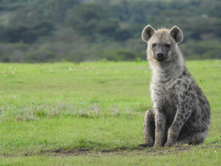 Fototapeta premium Sitting Hyena