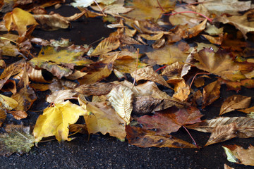 Golden leaves in water on asphalt.