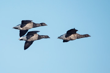 Brent Goose, Branta bernicla - Dawlish Warren, England