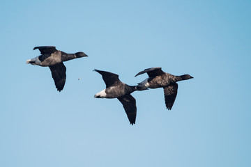 Brent Goose, Branta bernicla - Dawlish Warren, England