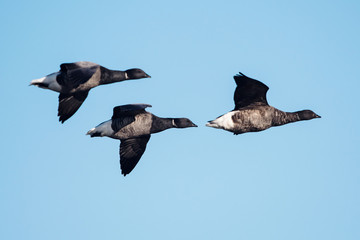 Brent Goose, Branta bernicla - Dawlish Warren, England