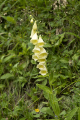 Digitalis grandiflora or yellow foxglove © Wiert