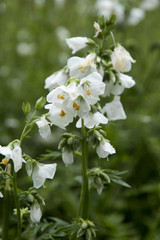 Jacob's-ladder or Polemonium caeruleum with white flowers
