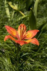 Lilium bulbiferum subsp. bulbiferum