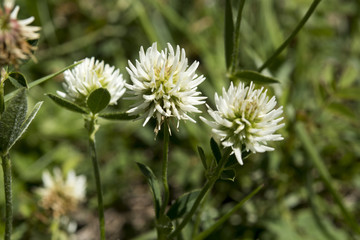 The mountain clover Trifolium montanum subsp. montanum