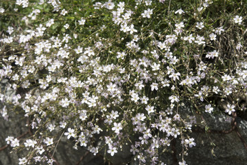 Gypsophila repens in the wild