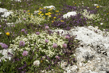Thymus, Galium, Trifolium