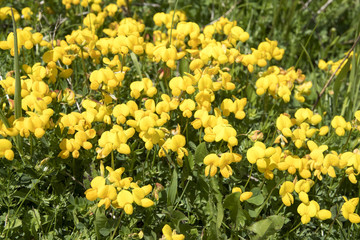 Lotus corniculatus