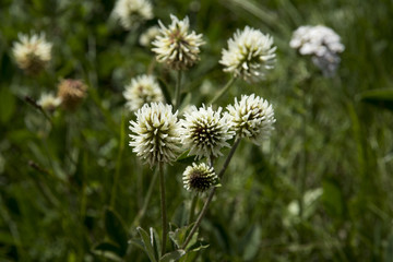 Trifolium montanum