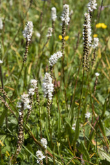 Polygonum viviparum