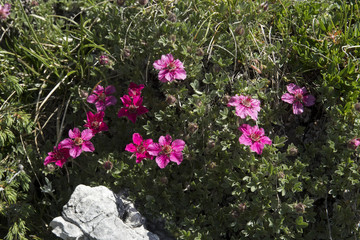 Potentilla nitida