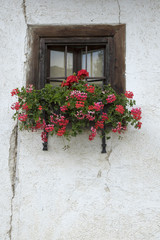 window with Pelargonium 