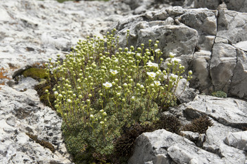 Saxifraga squarrosa