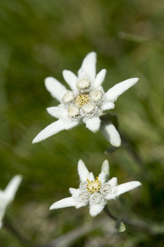 Leontopodium alpinum, the famous Edelweiss