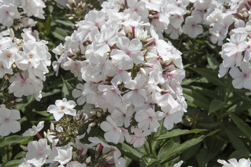 Phlox paniculata 'Popeye'