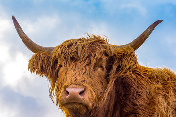 Brown long hair highland cow aginst blue sky