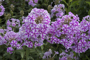 Phlox maculata 'Natascha'