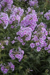 Obraz premium Phlox maculata 'Natascha'