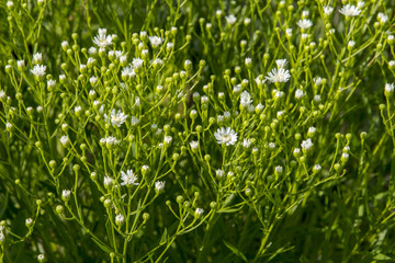Aster ptarmicoides