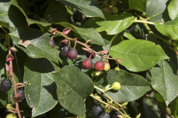 Gaultheria shallon