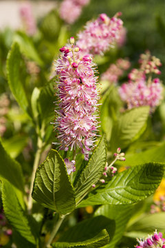 Clethra alnifolia 'Ruby Spice'