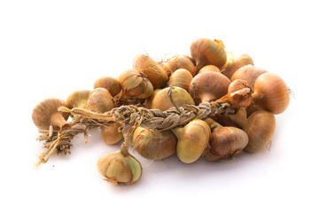 Oignons