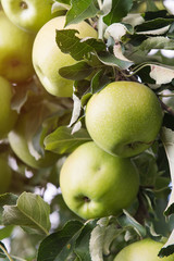 Closeup of green apples on a branch in an orchard