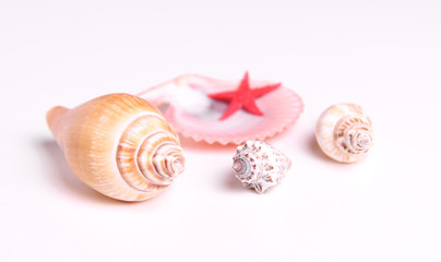 Sea shells