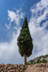 View of a cypress tree