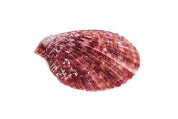 Sea shell