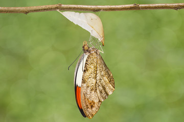 Obraz premium Emerged great orange tip butterfly ( Anthocharis cardamines ) hanging on twig