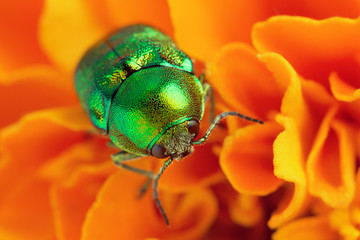 Leaf beetle Cryptocephalus aureolus on the orange flower, close up of beetle. Cylindrical leaf beetle.