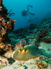 Naklejka na ściany i meble Stingray at coral reef