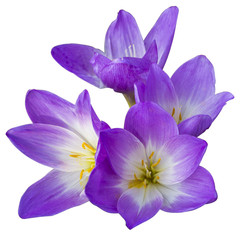 purple flowers isolated