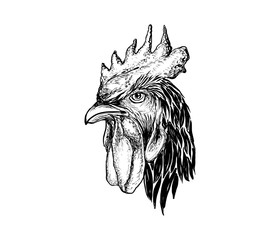 hand drawn rooster head illustration  © great19