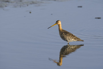 オグロシギ夏羽()