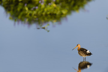 オグロシギ夏羽(Black-tailed Godwit)