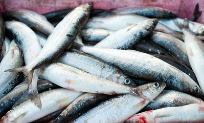 fish catch