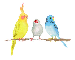 オカメインコ セキセイインコ 文鳥　水彩 イラスト