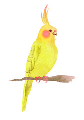 オカメインコ　水彩 イラスト © tada