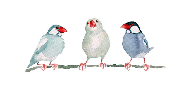 文鳥　水彩 イラスト