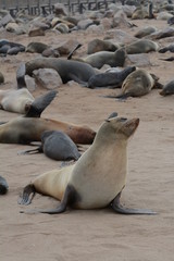 Fototapeta premium Sea Lion 