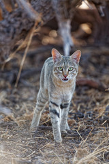 Afrikanische Wildkatze