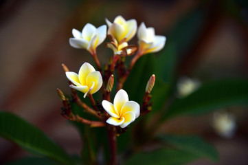 Flower in the park