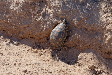 Afrikanische Schnabelbrustschildkröte