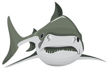 Un grand requin seul