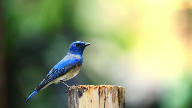 Bird (Blue-and-white Flycatcher, Japanese Flycatcher) male blue and white color perched on a tree in the garden risk of extinction