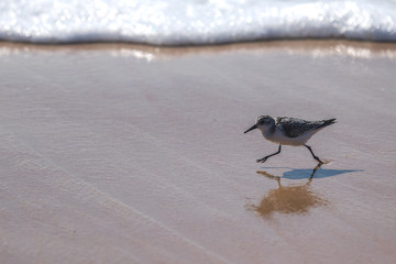 Sanderling in Spanien